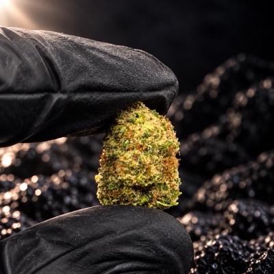 Cogollo pequeño de CBD hidropónico sujeto entre dos dedos, HiiCBD